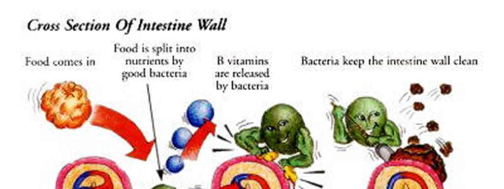 Bacteria keep the intestine wall clean Can attack the cells in tissues.