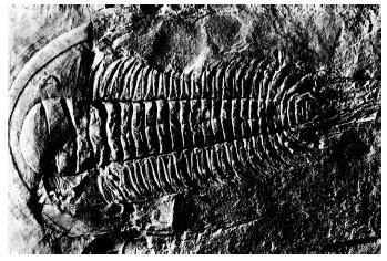 86. The fossil below was found in surface bedrock in the eastern United States. 8R ALL ROCKS MEGA PACKET Which statement best describes the formation of the rock containing this fossil?