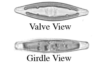 Also be able to identify diatoms as pennate or centric, and know the difference between a valve view and a girdle view of a cell.