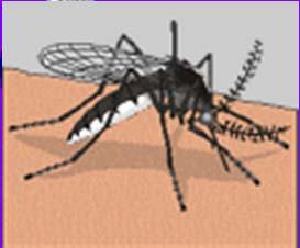 Literature Review (Cont ) West Nile virus (WNV) is a potentially serious illness.