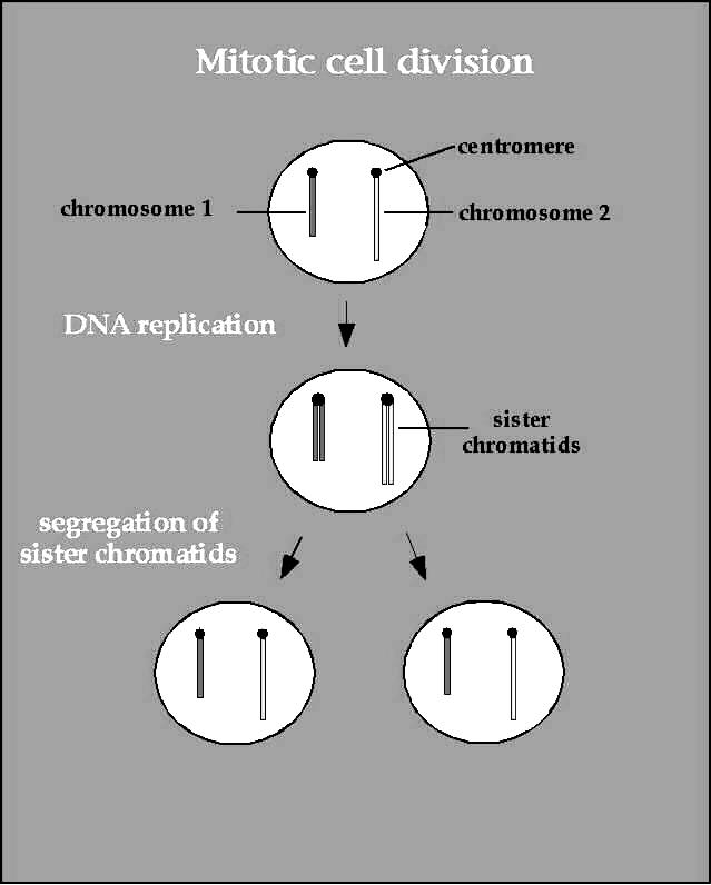 o Prophase 1 st stage Longest phase Chromatin tightens and condenses into chromosomes (shaped like an X ) Each chromosome is a single structure that contains genetic material that was replicated