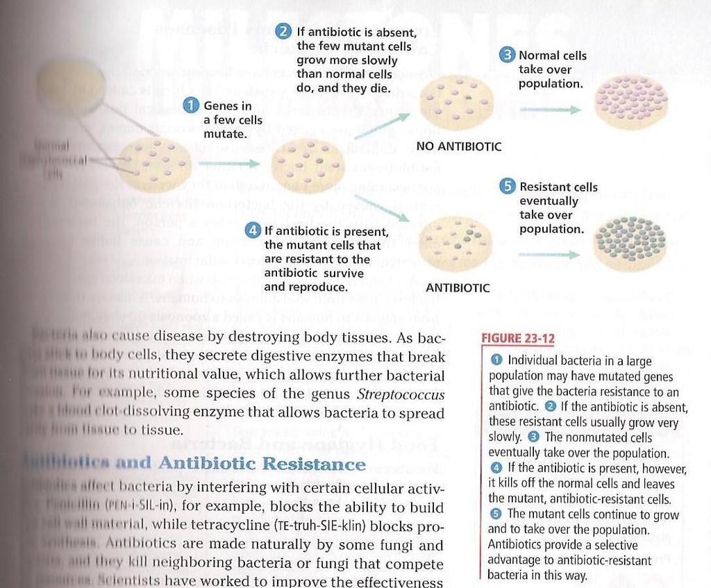 c. Antibiotic resistance: the evolution of populations of pathogenic bacteria that