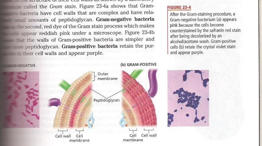 3. Gram Stain a. Most bacteria grouped according to the lab stain reaction 1.
