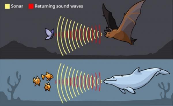 EcholocaBon Sound waves can be sent out from a transmi`er of some sort; they will reflect off any objects they encounter and can be received back at their source.