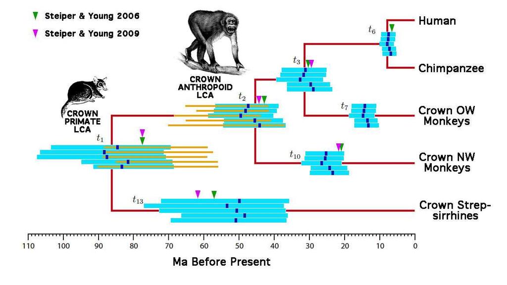 An integrated molecular and palaeontological analysis The primate