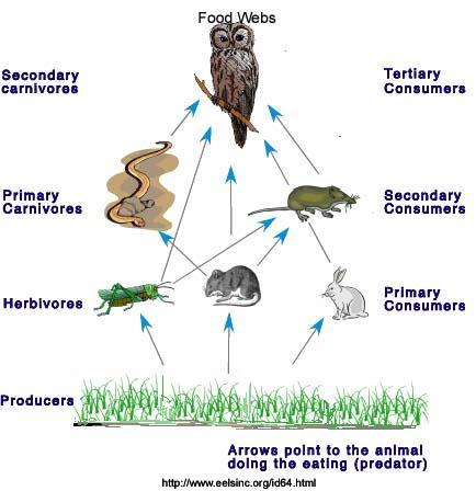 How Energy Flows in an Ecosystem These herbivores, carnivores, decomposers,