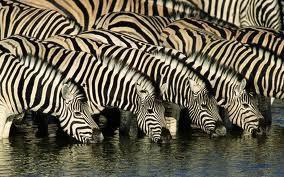 mates, or other resources EX: Zebras compete with