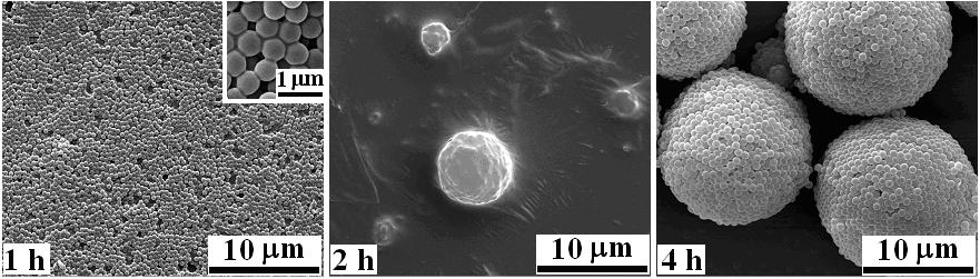 Figure S2. SEM pictures of the microspheres taken at different polymerization time (shown on the pictures) Part 6.