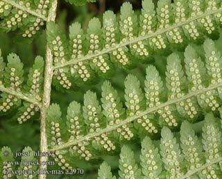 The sporophylls may be scattered (in Lycopodium selago), uniformly distributed (in ferns) or grouped in definite areas to form strobili (Selaginella, Equisetum, Lycopodium clavatum etc).