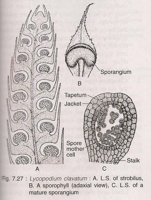 In heterosporous type the two different types of spores are produced in separate sporangia.