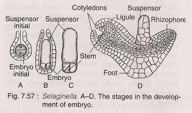 Embryo: The zygote undergo repeated divisions to form embryo.