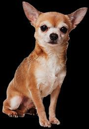 3. In Chihuahuas, the allele for short fur (F) is dominant over the allele for long fur (f).