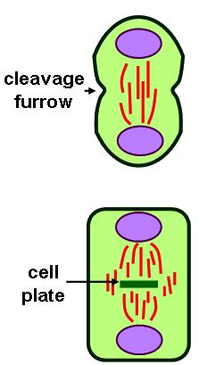 Chromatin is always found in the nucleus. It is only slightly coiled, with the DNA wrapped around histone proteins.