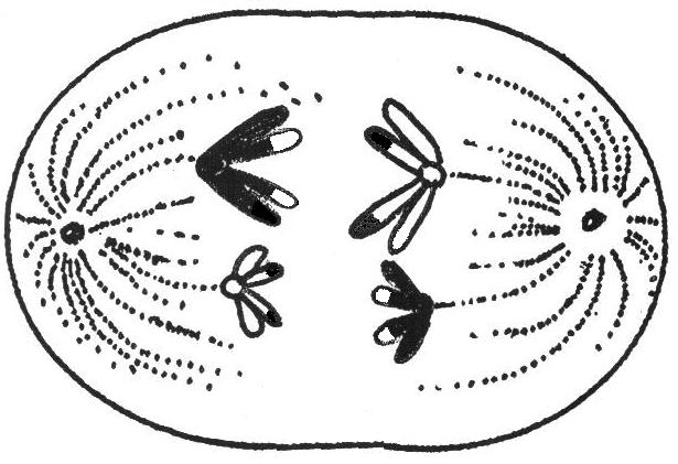 Prophase I of Meiosis I (Crossing Over) g.