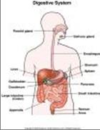 LEVEL FOUR: ORGAN SYSTEMS An organ system is a group of organs
