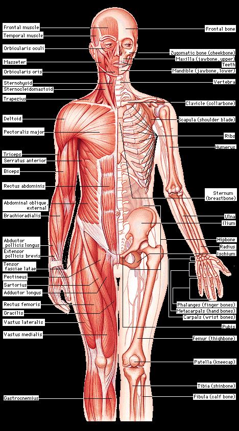 The muscular system enables the body to move; moves food through the digestive system, and keeps the heart beating.