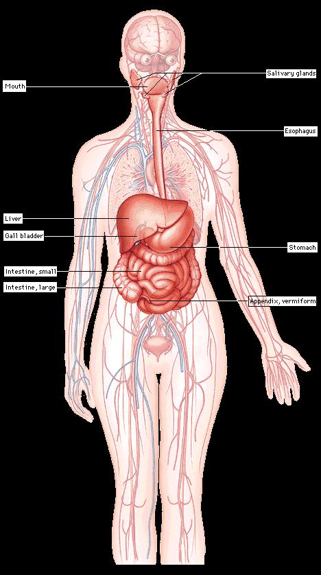 The digestive system takes food into the body, breaks the food down into smaller particles, and absorbs the digested materials.