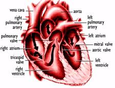 organ tissues that work