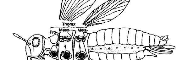 Insect Thorax Legs 3 pairs of legs (6 total) Insect Thorax Fore-legs (2) on the prothorax mid-legs (2) on the mesothorax hind-legs (2) on the metathorax