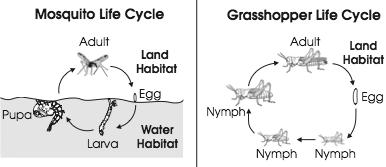 8 Use the illustrations below to compare the life cycles of mosquitoes and grasshoppers. What is one correct comparison of the mosquito and grasshopper life cycles?