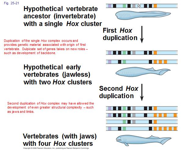 Homeotic/HOX Genes: Homeotic genes are master regulatory genes that determine the location and organization of body parts. Hox genes are one class of homeotic genes.