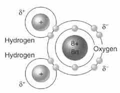 II. WATER IS POLAR o = unequal distribution of charge o Each molecule has a end and a end o Ex: Water (H 2 O) molecule --> Oxygen is much stronger and therefore has a stronger than the hydrogen s