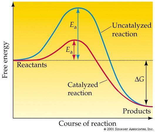 Speed at which reaction proceeds Factors Particle Size Temperature