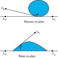 Explain why The angle of contact of mercury with glass is obtuse, while that of water with glass is acute.