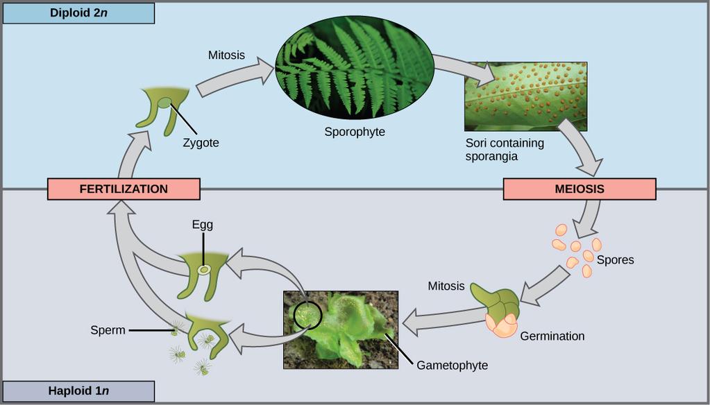 This life cycle of a fern shows alternation of generations with a dominant sporophyte stage.