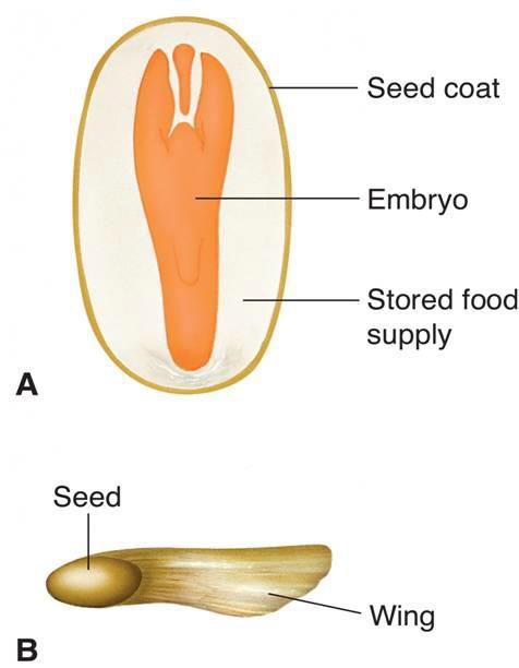 LT 5.2 - I can explain the critical parts of flowers and seeds, along with their functions.