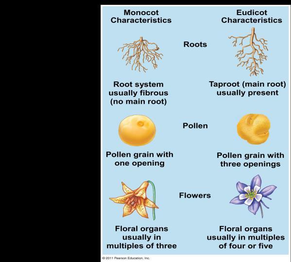 Monocots have seed leaf, and dicots/eudicots have. Plant Life Spans are plants that complete a life in growing season. complete their life cycle in growing seasons.