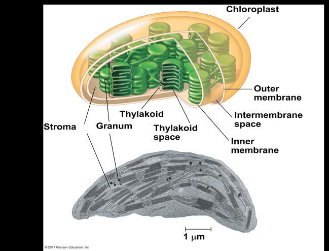 Proteins in the thylakoid membrane organize chlorophyll and other