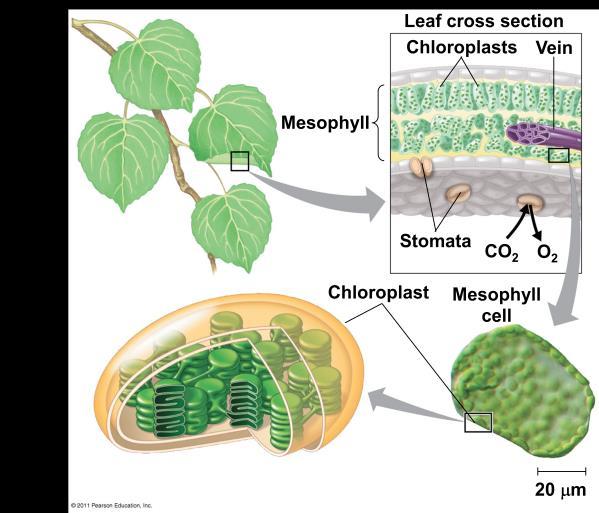 units of the chloroplast.