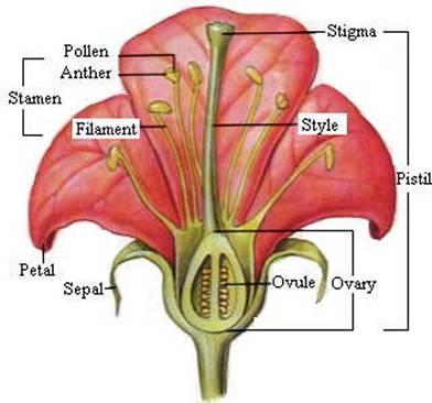 +Structure of a Flower Stamen male reproductive structure Anther contains pollen Filament Pistil