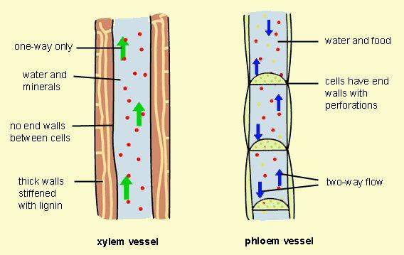 +Vascularization Xylem cells are