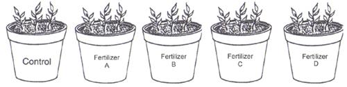 Remember that all of the above must be the same. The reason is that we want to make sure that it is the fertilizer that is the only difference.