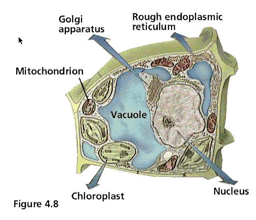 Plant Cell GHSGT