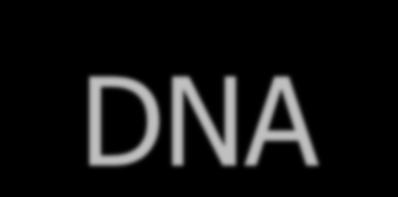 DNA DNA = deoxyribonucleic acid shape =