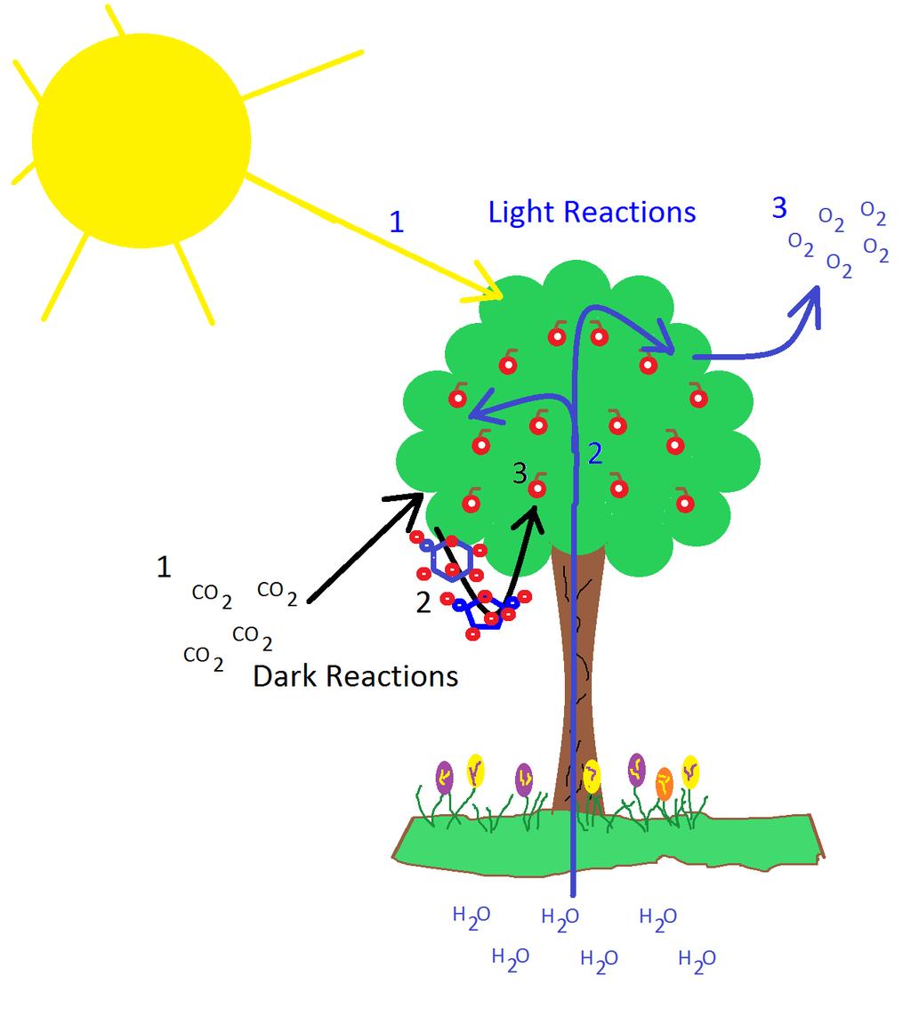 Photosynthesis Definition and Superficial Overview Photosynthesis is the process used by plants to convert light energy from the sun into chemical energy that can be later released to fuel the