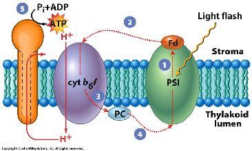 photophosphorylaton producton of AT ph gradent establshed AT synthase pumps H + out of lumen noncyclc phosphoryaton cyclc