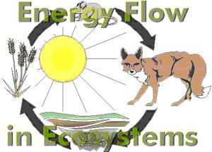 11/4/2018 Energy in Ecosystems Did you know you were solar powered?