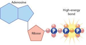 Energy from the broken bonds of glucose (from food) is
