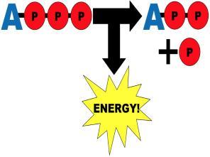 ATP provides energy (gasoline) for chemical reactions