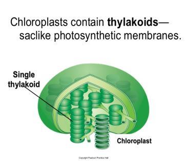 Chloroplast Structure A. Stroma fluid-filled inner space B. Thylakoidsa.