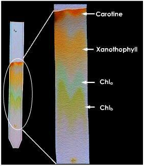 Paper Chromatography Read ME When a chemical mixture is placed on a filter paper, the