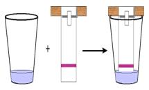 The solvent diffuses up the paper, dissolving the various molecules in the sample according
