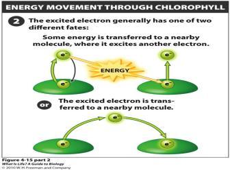 Electrons leave chlorophyll and are accepted by a special energy carrier molecule (NADPH) b.
