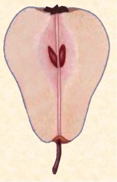 Fruit Petal Stigma Stamens Style Sepals Ovary Sepal Floral Tube Ovule