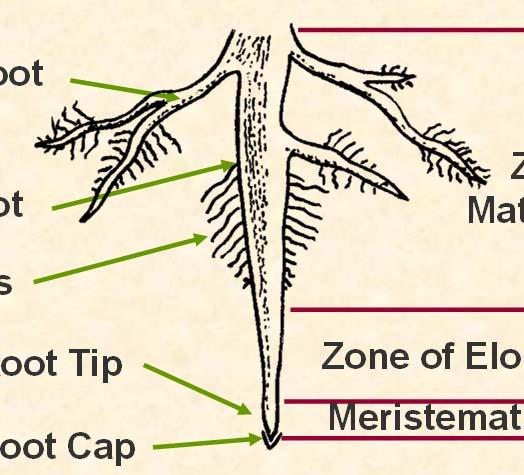 Root Structure Lateral Root Primary Root Zone of