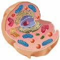 Cells Basic building blocks of life Smallest living unit of an organism Grow,